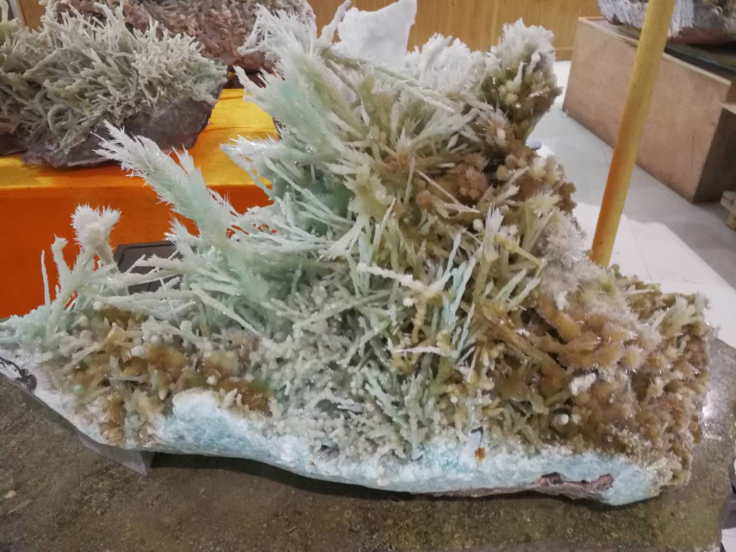 牽手億年的緣份